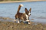 CORGI CARDIGAN 150
